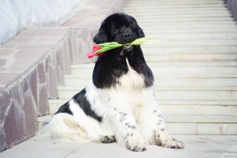 Фото: ньюфаундленд Плюшевая Панда Ферреро Ронд Нуар (Plushevaya Panda Ferrero Rond Noir)