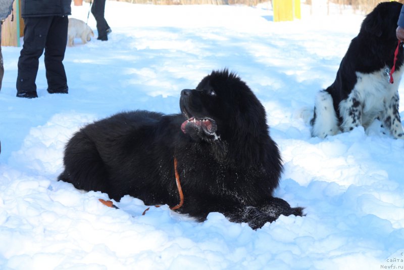 Фотография № 203285