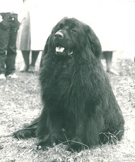 Фото: ньюфаундленд Урро