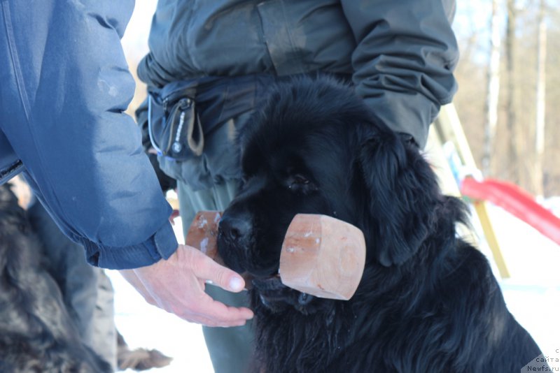 Фотография № 203309