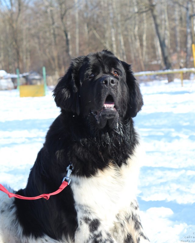 Фотография № 203320