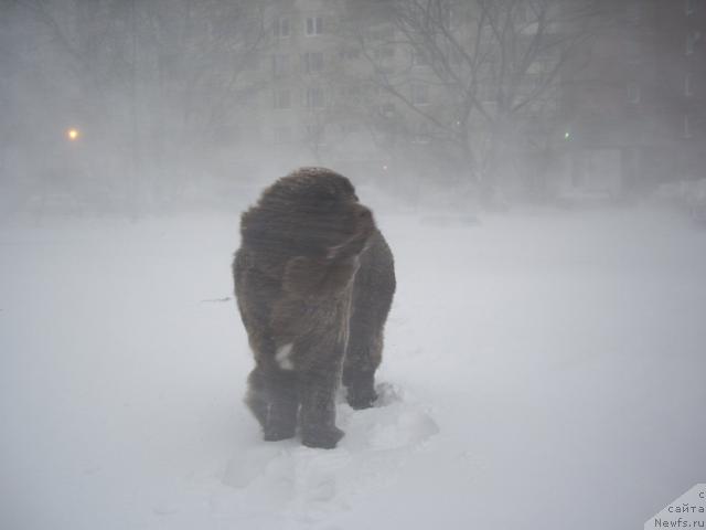 Фотография № 20333