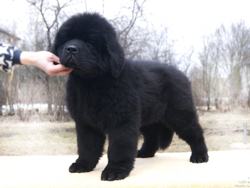 Фотография № 203340