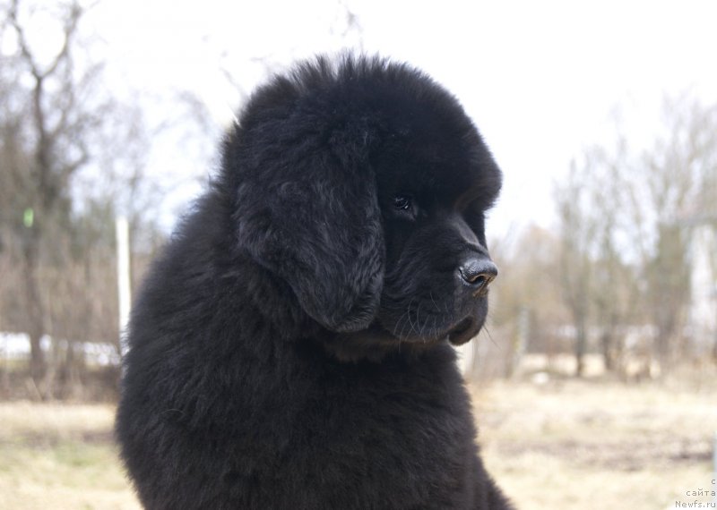 Фотография № 203341