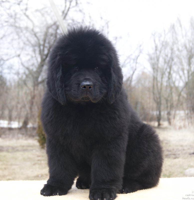 Фотография № 203342