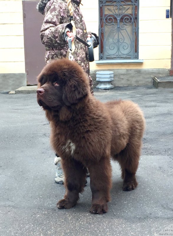 Фото: ньюфаундленд Фанньюф Атлантика (Funnewf Atlantika)