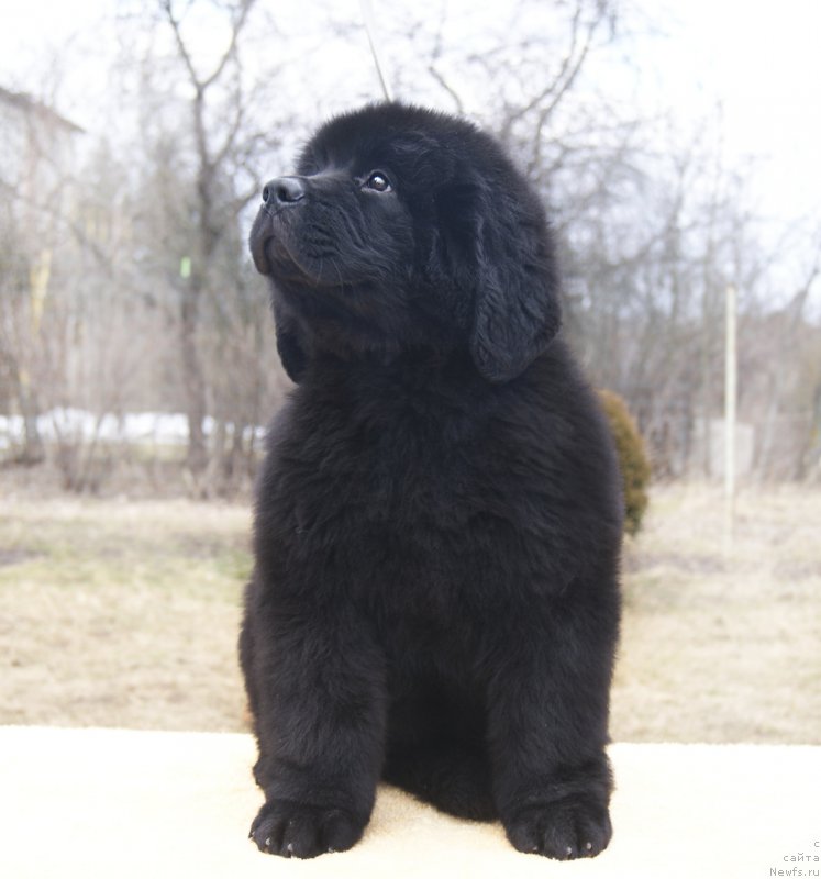 Фотография № 203345