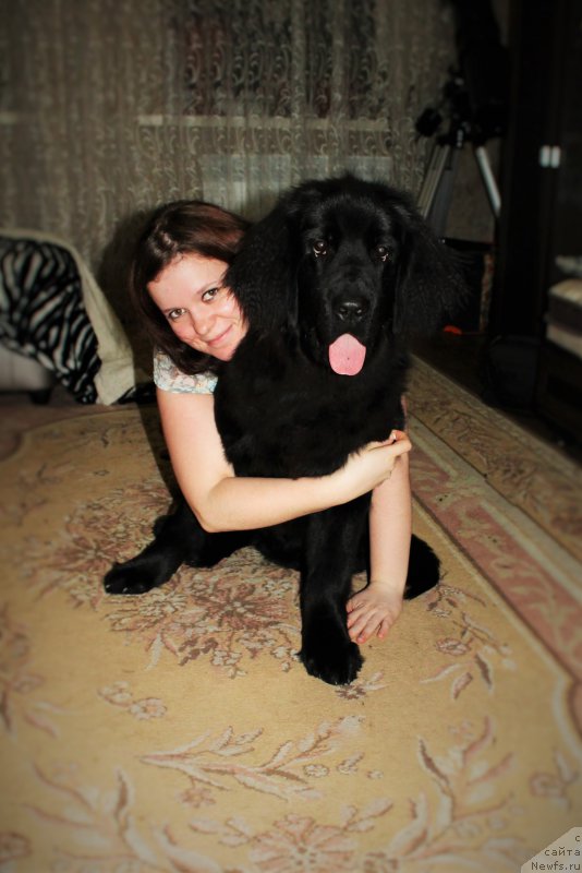 Фото: ньюфаундленд Черный Балу Зазноба Души Моей