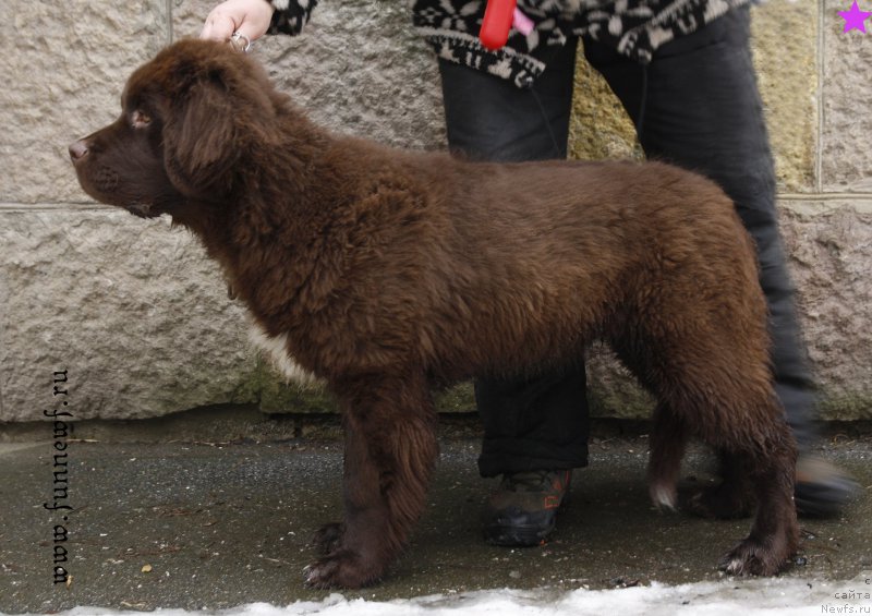 Фото: ньюфаундленд Фанньюф Арктика (Funnewf Arktika)