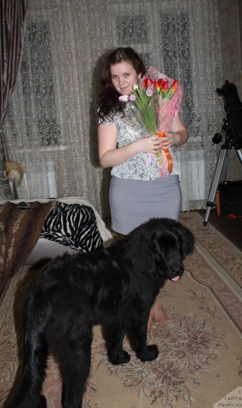 Фото: ньюфаундленд Черный Балу Зазноба Души Моей