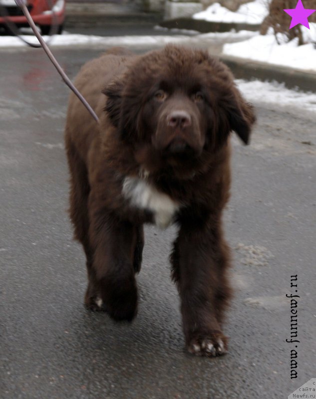 Фото: ньюфаундленд Фанньюф Арктика (Funnewf Arktika)