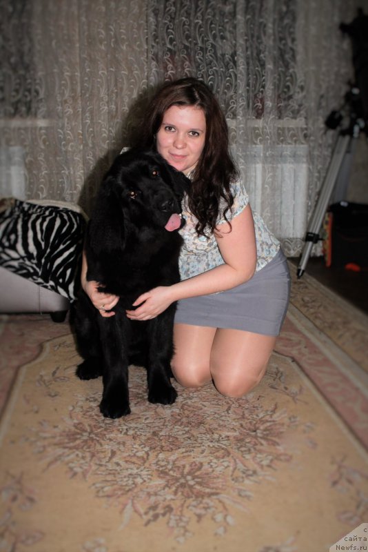 Фото: ньюфаундленд Черный Балу Зазноба Души Моей