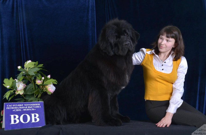 Фото: ньюфаундленд Добрый Молодец от Сибирского Медведя, Людмила Кудрявцева