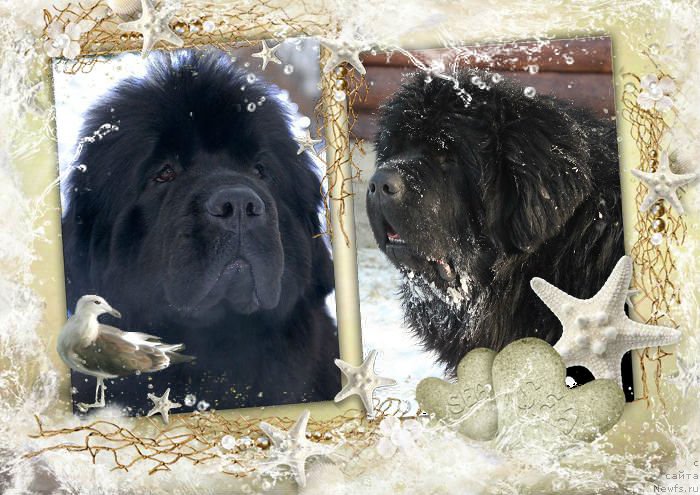 Фотография № 203362