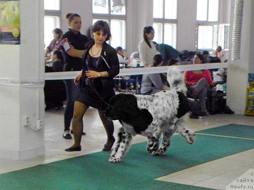 Фото: ньюфаундленд Сказочная Кроха Шампань