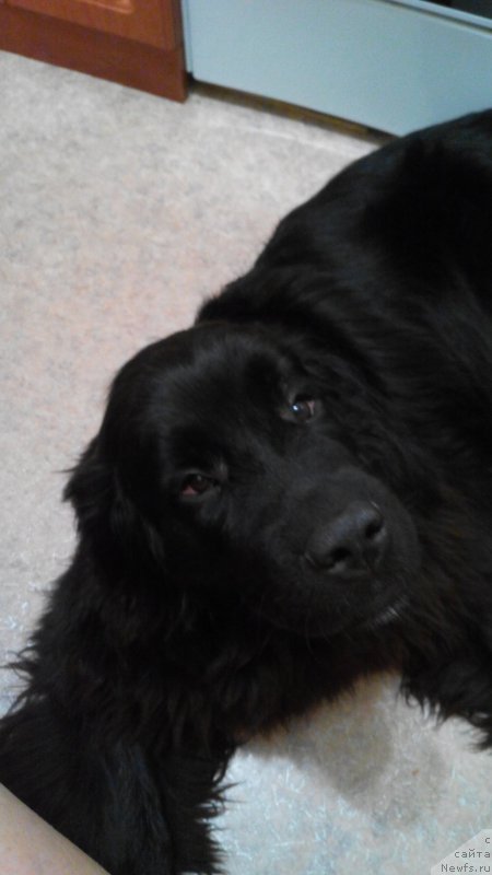 Фото: ньюфаундленд Белкондер-Клаб Ямайка Блю Маунтин (Belkonder-Club Jamaica Blue Mountin)