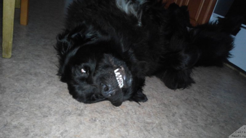 Фото: ньюфаундленд Белкондер-Клаб Ямайка Блю Маунтин (Belkonder-Club Jamaica Blue Mountin)