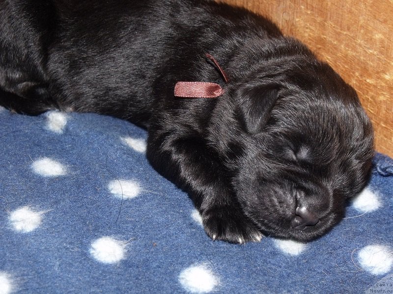 Фото: ньюфаундленд Гранд Бэби Ариадна, ньюфаундленд Супер Бизон Лилимэн (Super Bizon Liliman)