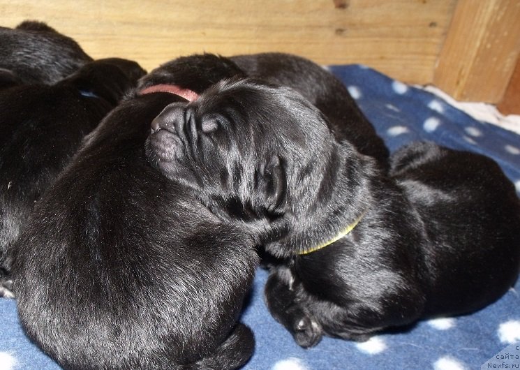 Фото: ньюфаундленд Гранд Бэби Ариадна, ньюфаундленд Супер Бизон Лилимэн (Super Bizon Liliman)