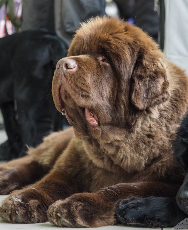 Фото: ньюфаундленд Плюшевая Панда Гиоргио Беуерлу Хиллс (Plushevaya Panda Giorgio Beuerlu Hills)