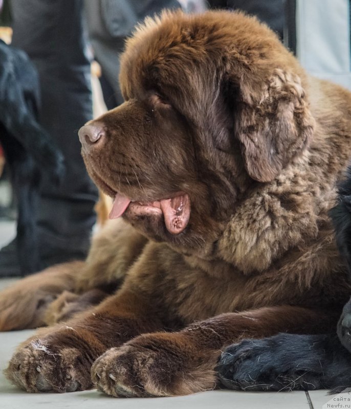 Фото: ньюфаундленд Плюшевая Панда Гиоргио Беуерлу Хиллс (Plushevaya Panda Giorgio Beuerlu Hills)