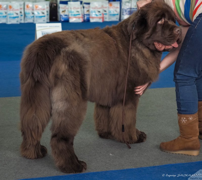 Фото: ньюфаундленд Плюшевая Панда Гиоргио Беуерлу Хиллс (Plushevaya Panda Giorgio Beuerlu Hills)