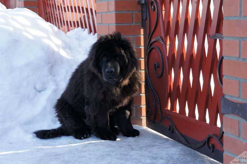 Фото: ньюфаундленд Би Перфект Дарт Вейдер