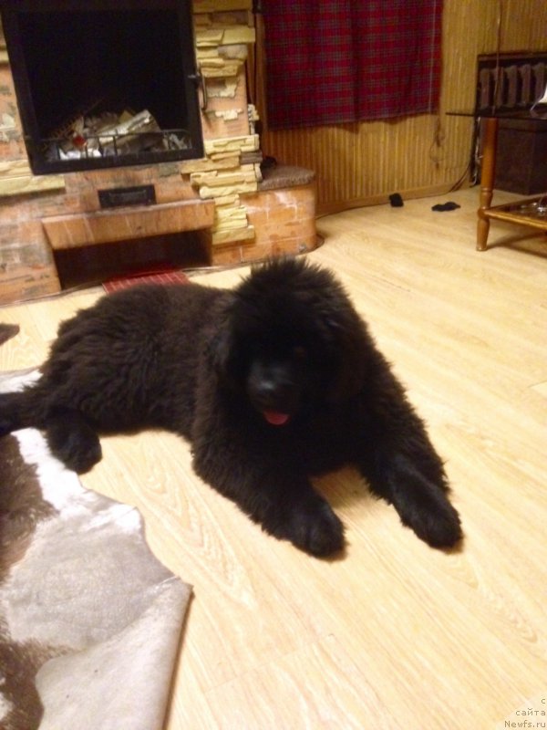 Фото: ньюфаундленд Би Перфект Донателло