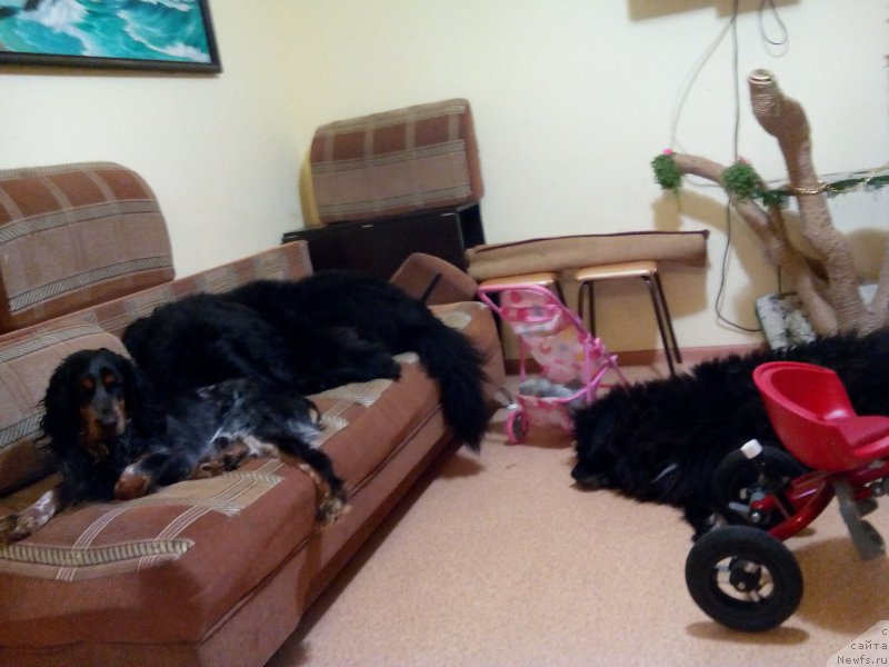 Фото: Рэй, ньюфаундленд Кайден Плейфул (Kaiden Playful), лора