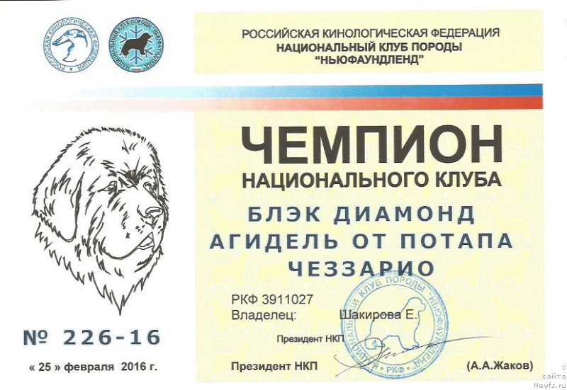 Фото: ньюфаундленд Блэк Диамонд Агидель от Потапа Чеззарио (Black Diamond Agidel ot Potapa Chezzario)