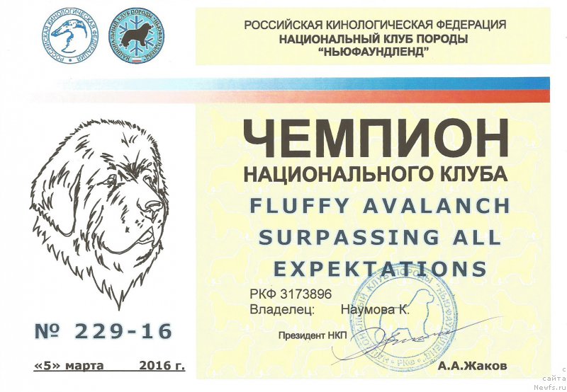 Фото: ньюфаундленд Флюфи Аваланч Сурпассинг Алл Експестатионс (Fluffy Avalanch Surpassing All Expektations)