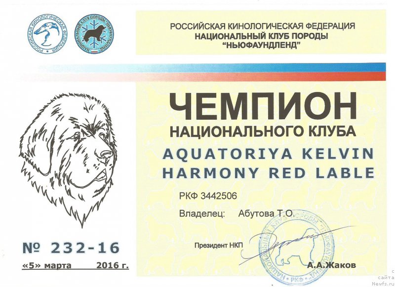 Фото: ньюфаундленд Акватория Келвин Хармони Ред Лэйбл (Aquatoriya Kelvin Harmony Red Lable)