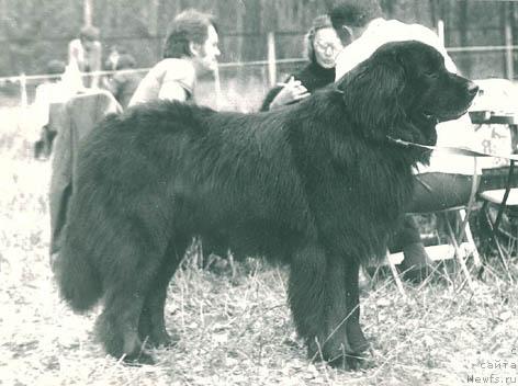 Фото: ньюфаундленд Наур Феллоус