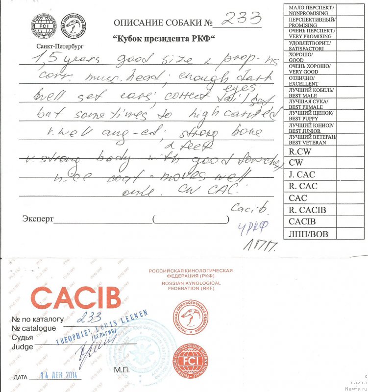 Фото: ньюфаундленд I Follow The Sun de L'Etoile de Cyrice