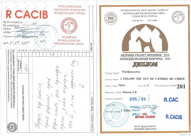 Фото: ньюфаундленд I Follow The Sun de L'Etoile de Cyrice