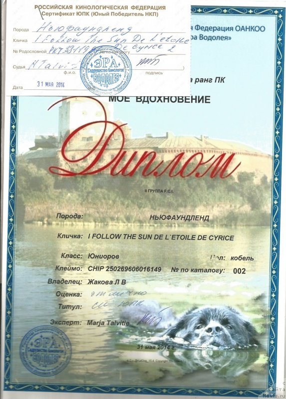 Фото: ньюфаундленд I Follow The Sun de L'Etoile de Cyrice