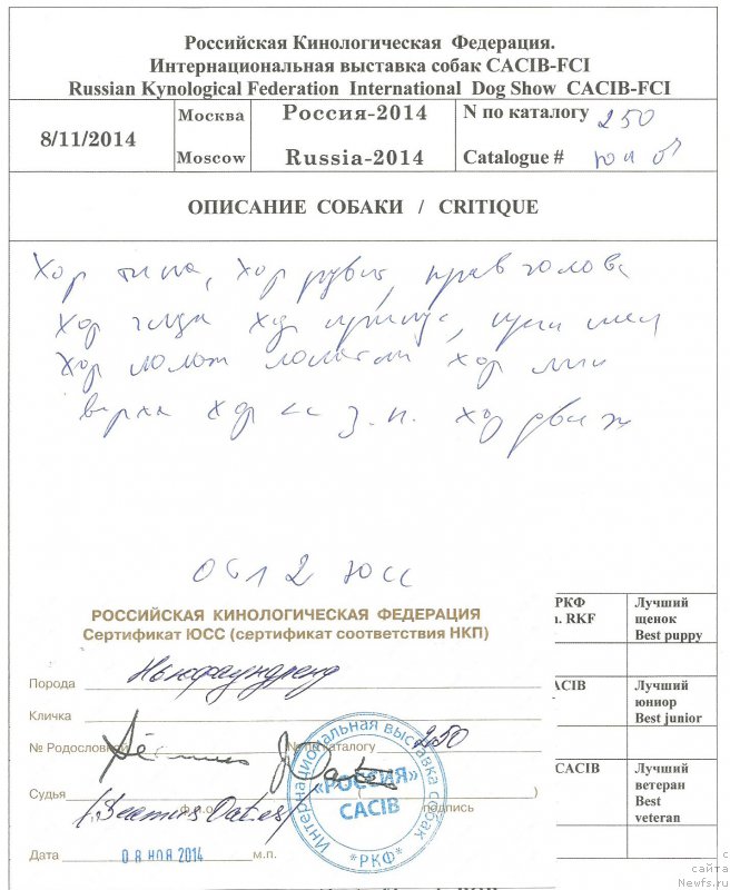 Фото: ньюфаундленд I Follow The Sun de L'Etoile de Cyrice