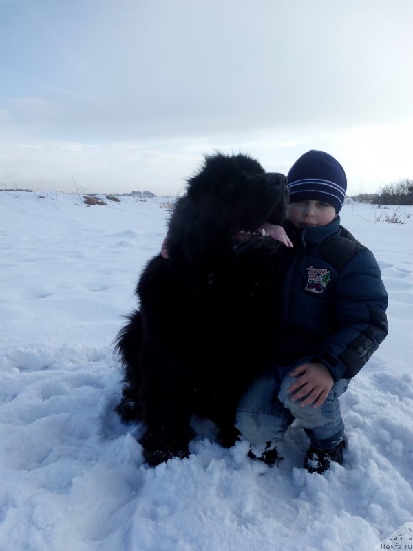 Фото: ньюфаундленд Сент Джонс Заура (Sent Djons Zaura)