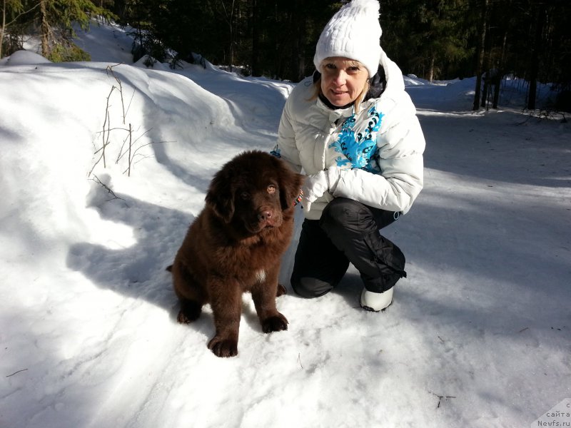 Фото: ньюфаундленд Браунблад МСК Сэмми Лесс
