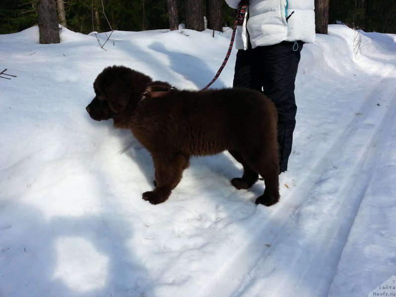 Фото: ньюфаундленд Браунблад МСК Сэмми Лесс