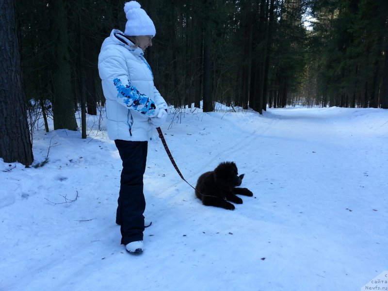 Фото: ньюфаундленд Браунблад МСК Сэмми Лесс