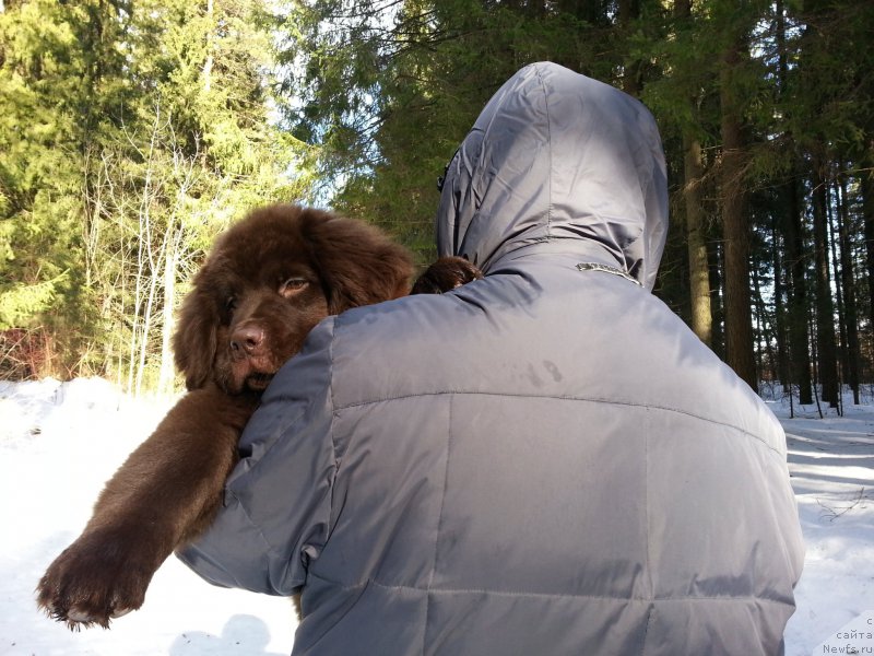 Фото: ньюфаундленд Браунблад МСК Сэмми Лесс