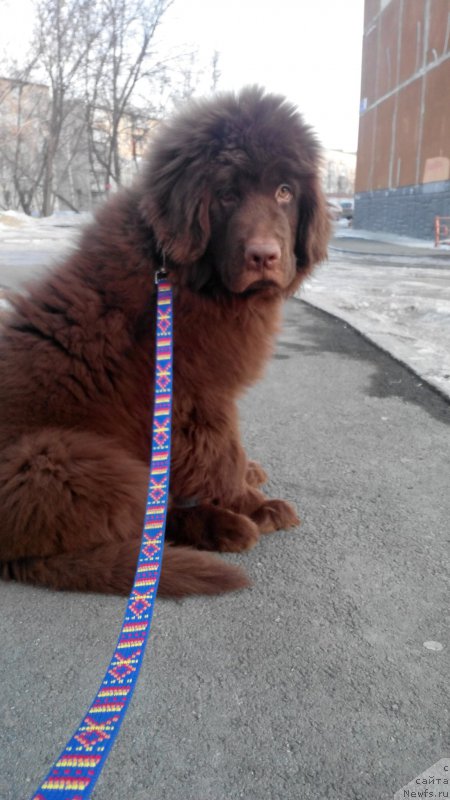 Фото: ньюфаундленд Браунблад МСК Сайлас Соул Дрим