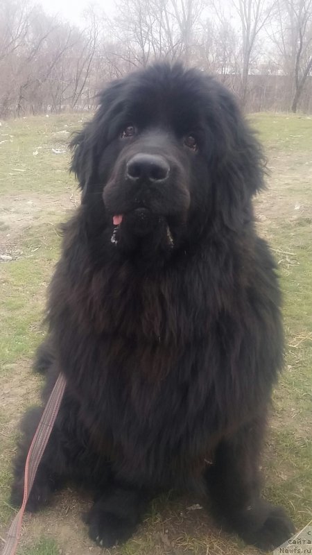 Фото: ньюфаундленд Ньюфорт Дивная Диана, ньюфаундленд Ньюфорт Дивная Диана