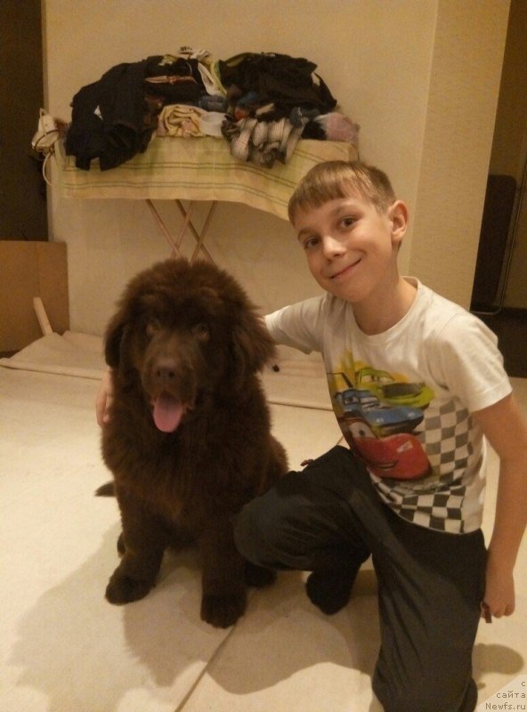 Фото: ньюфаундленд Браунблад МСК Стелла Софи