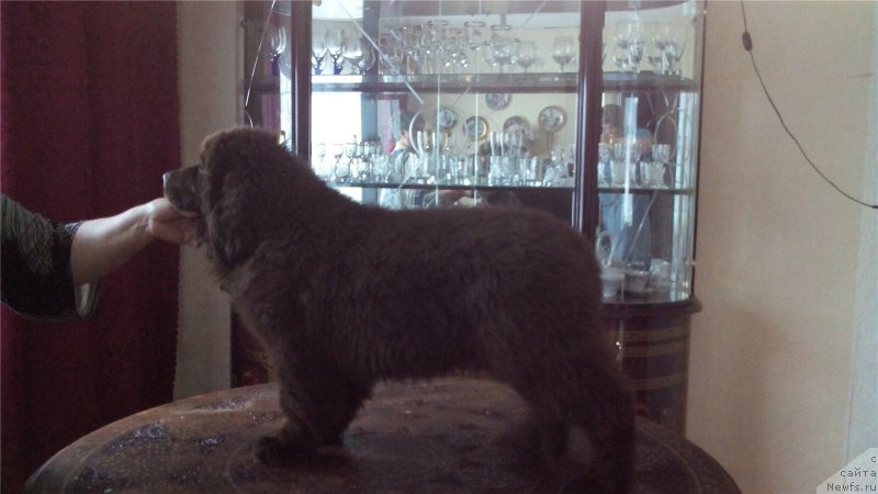 Фото: ньюфаундленд Браунблад МСК Сабина Эстер (Brownblood MSK Sabina Ester)