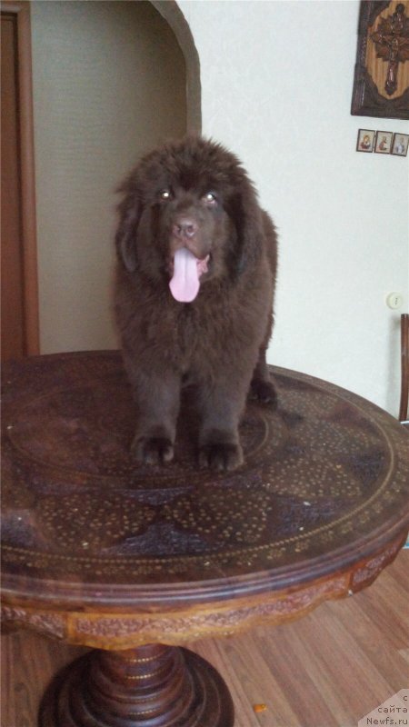 Фото: ньюфаундленд Браунблад МСК Сабина Эстер (Brownblood MSK Sabina Ester)