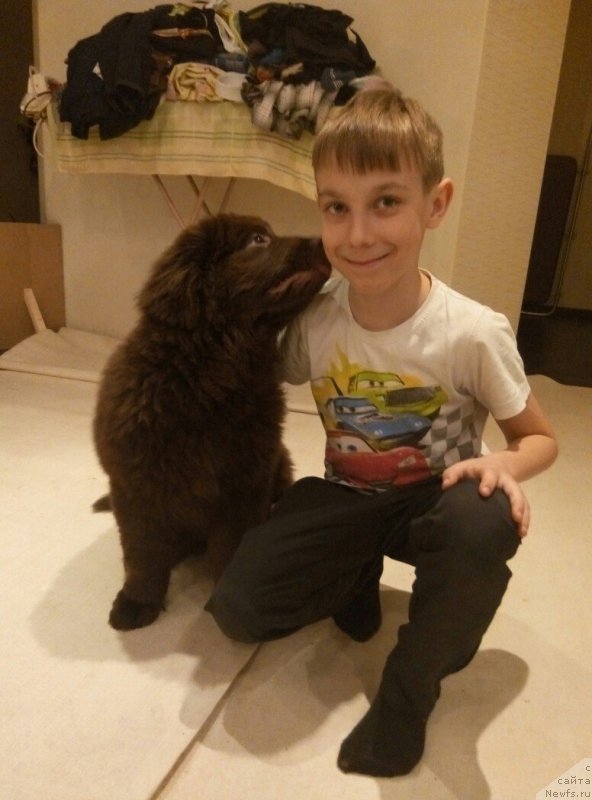 Фото: ньюфаундленд Браунблад МСК Стелла Софи