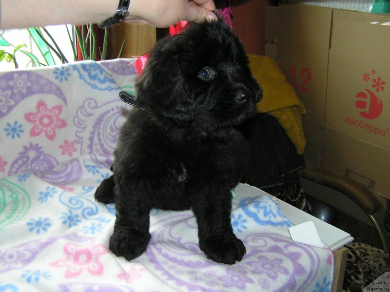 Фото: ньюфаундленд Селена Манолла Бланка