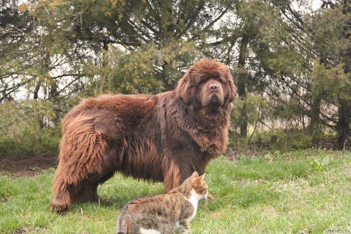 Фото: ньюфаундленд Хаппинесс Лонг-Аваитед с Берега Дона (Happyness Long-Awaited s Berega Dona)